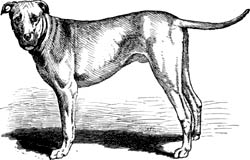 Cuban bloodhound